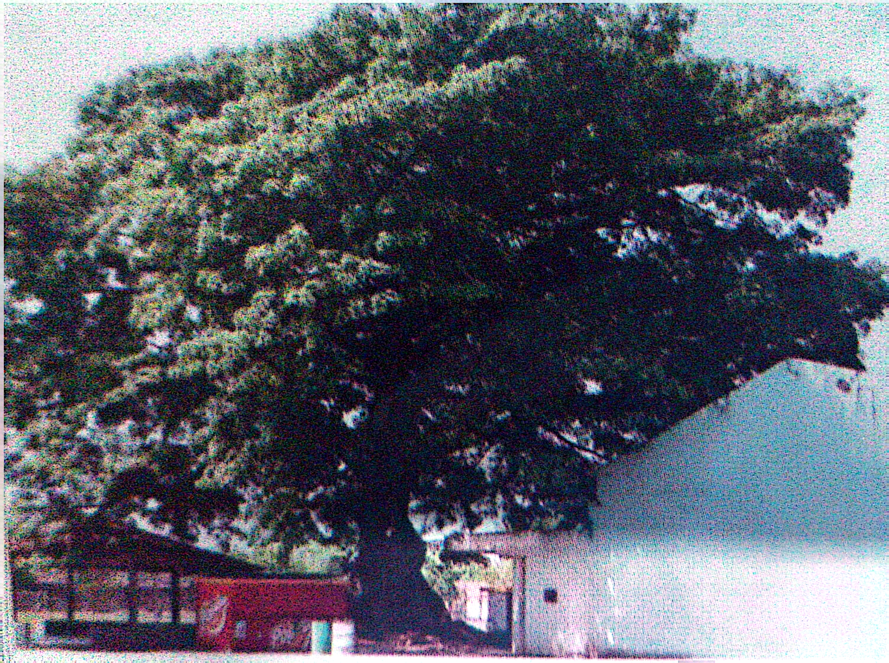 La Gran Ceiba
