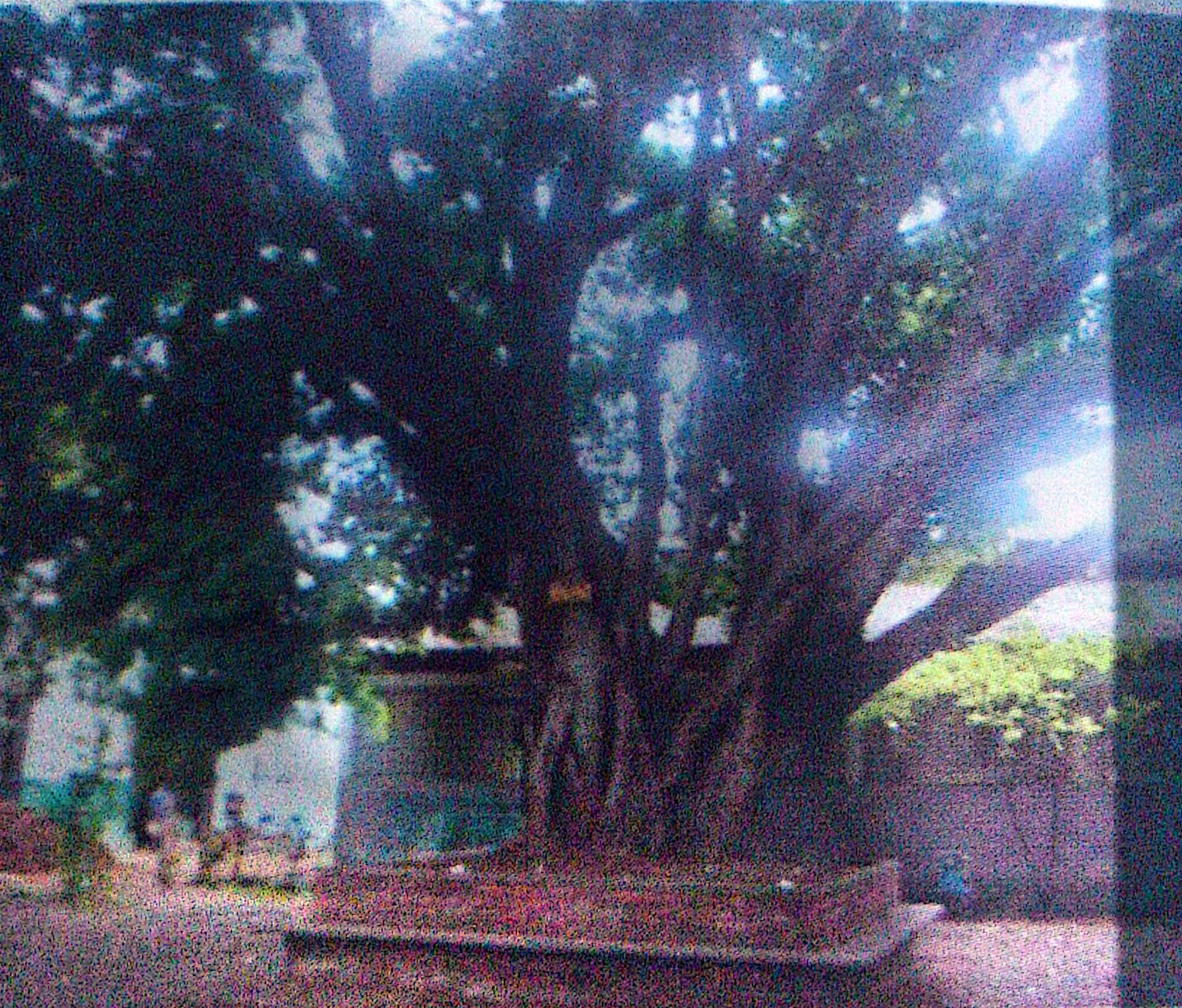 Laurel de la India